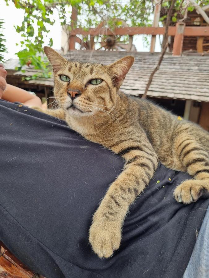 Hello Sichang Bungalow Ko Si Chang Bagian luar foto